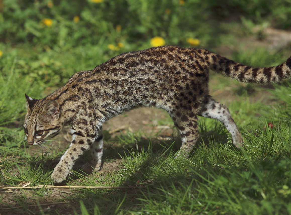 Leopardus_tigrinus_-_Parc_des_Félins.jpg
